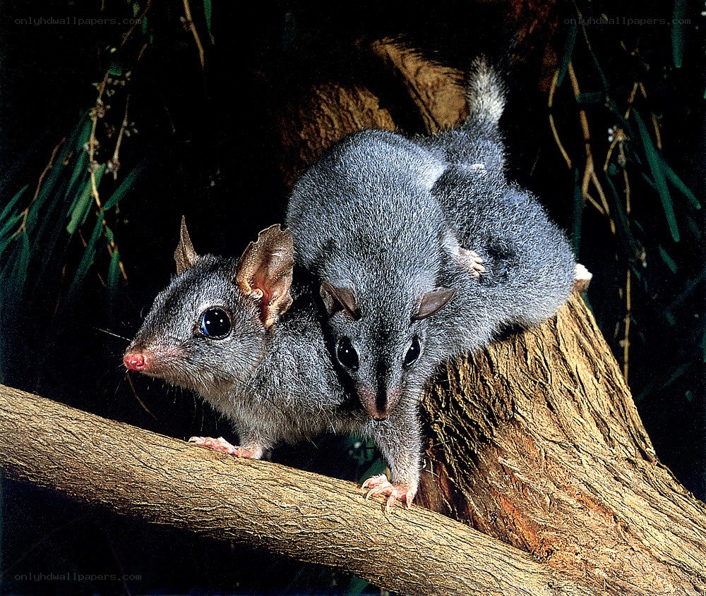 Two possums on a tree branch