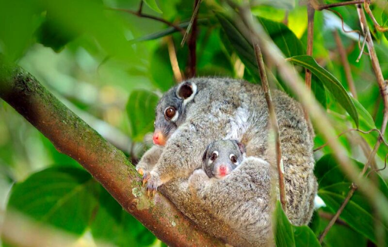 Two Possums on Branch