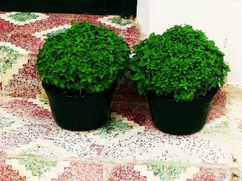 Two Potted Basil Plants