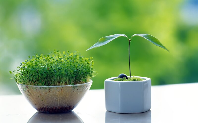 Two potted plants on a table
