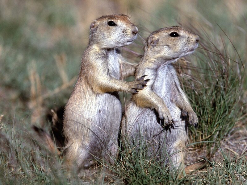 Two Prairie Dogs — Brown, Alert