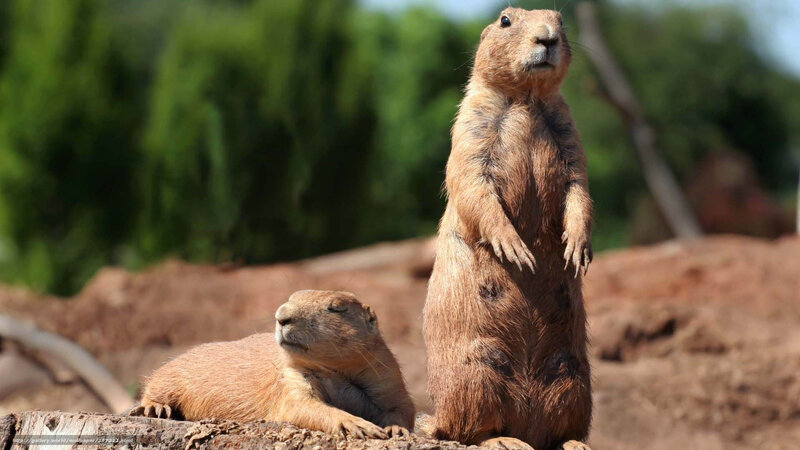 Two Prairie Dogs — Brown, Calm, Afternoon, Photograph, Dirt, Log, Trees