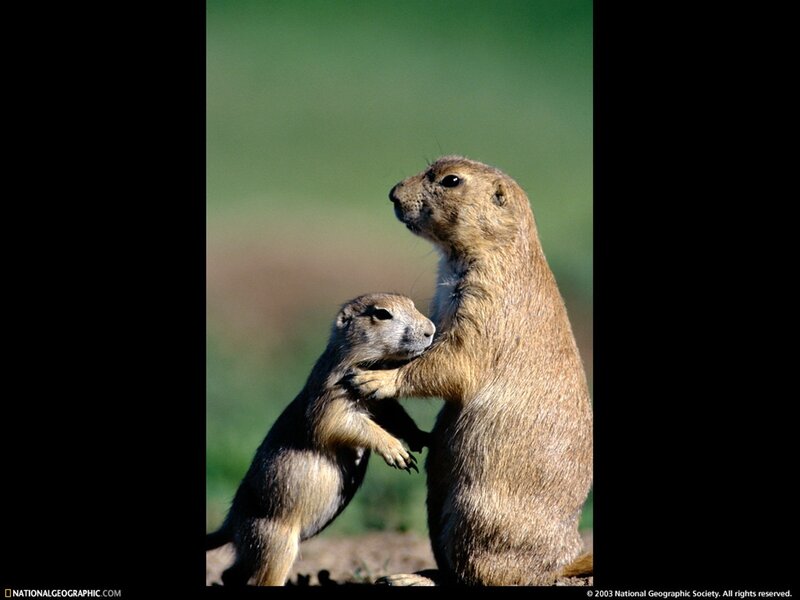 Two Prairie Dogs — Brown, Calm, Afternoon, Photograph, Grassland