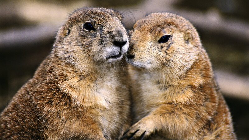 Two Prairie Dogs — Brown, Calm, Photograph, Animals, Fur, Tan