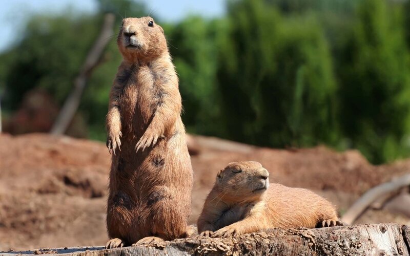 Two Prairie Dogs — Brown