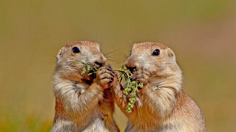Two Prairie Dogs Eating — Brown