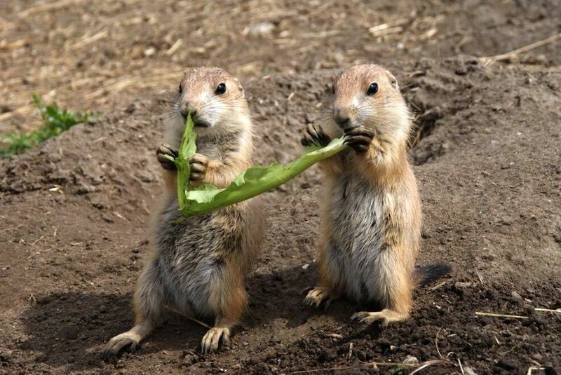 Two Prairie Dogs Eating