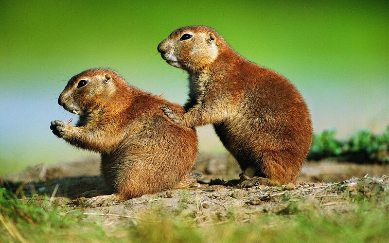 Two Prairie Dogs — Green, Calm