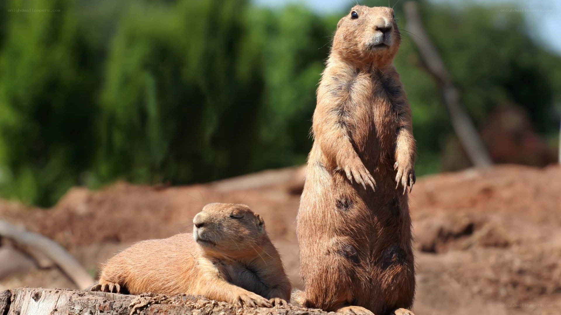 Two prairie dogs in the sun