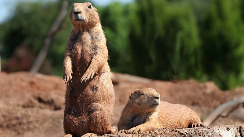 Two prairie dogs in the wild