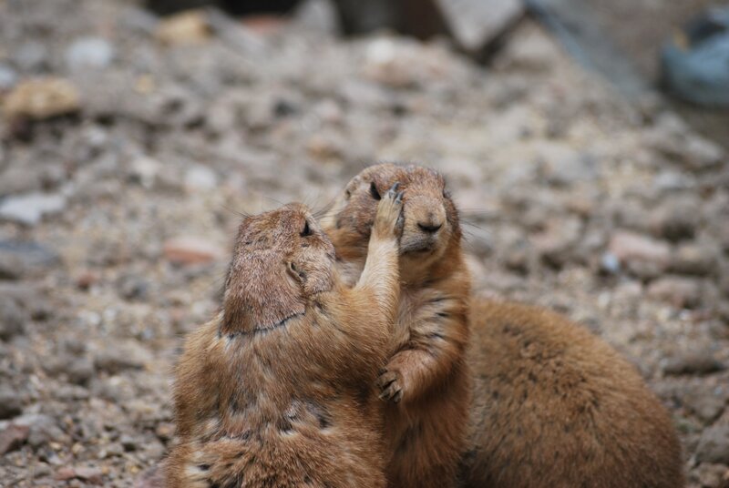 Two prairie dogs interacting