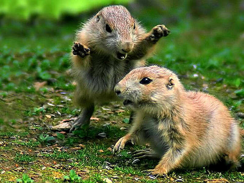 Two prairie dogs interacting