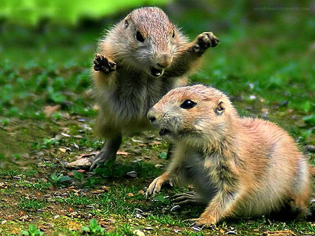 Two prairie dogs interacting