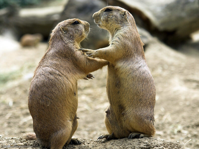 Two Prairie Dogs Interacting — Brown