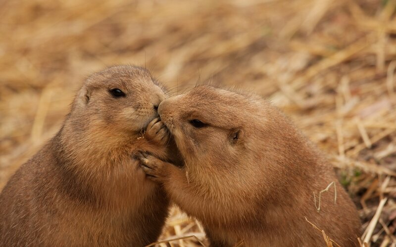 two prairie dogs interacting