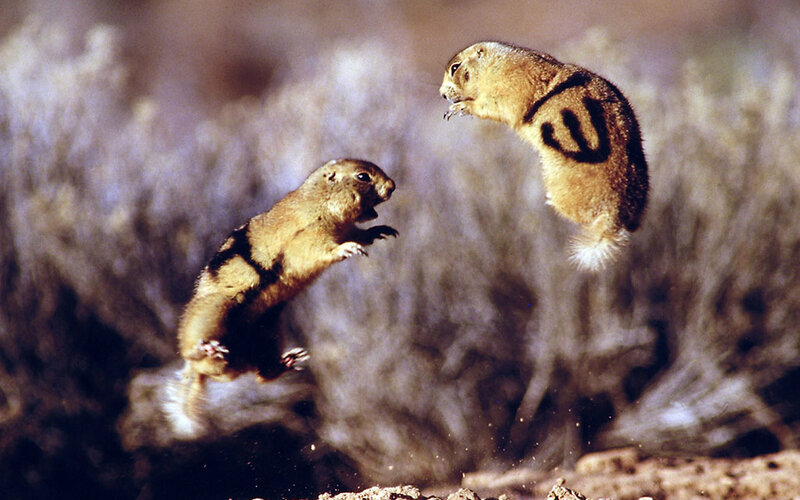 Two Prairie Dogs Jumping