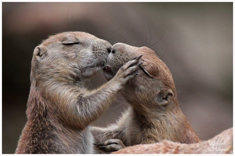 Two Prairie Dogs Kissing — Brown, Affectionate, Photograph