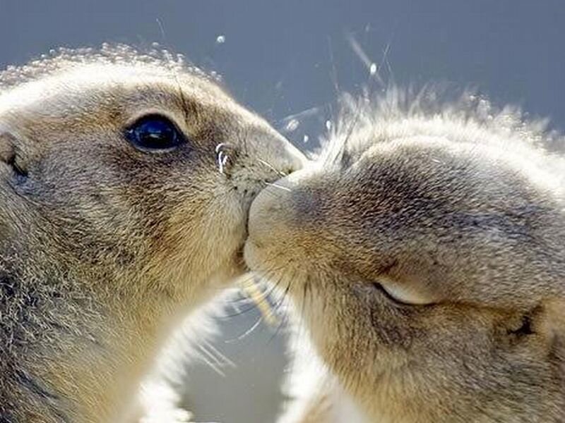 Two Prairie Dogs Kissing — Brown, Affectionate