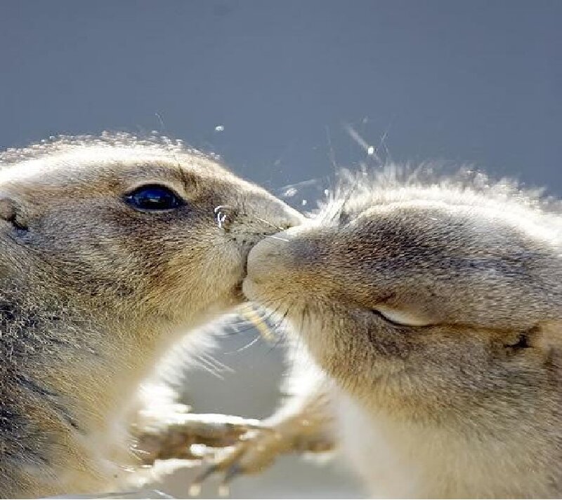 Two Prairie Dogs Kissing — Brown, Intimate