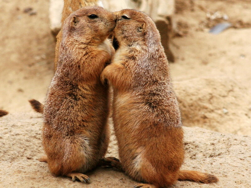 Two Prairie Dogs Kissing — Brown