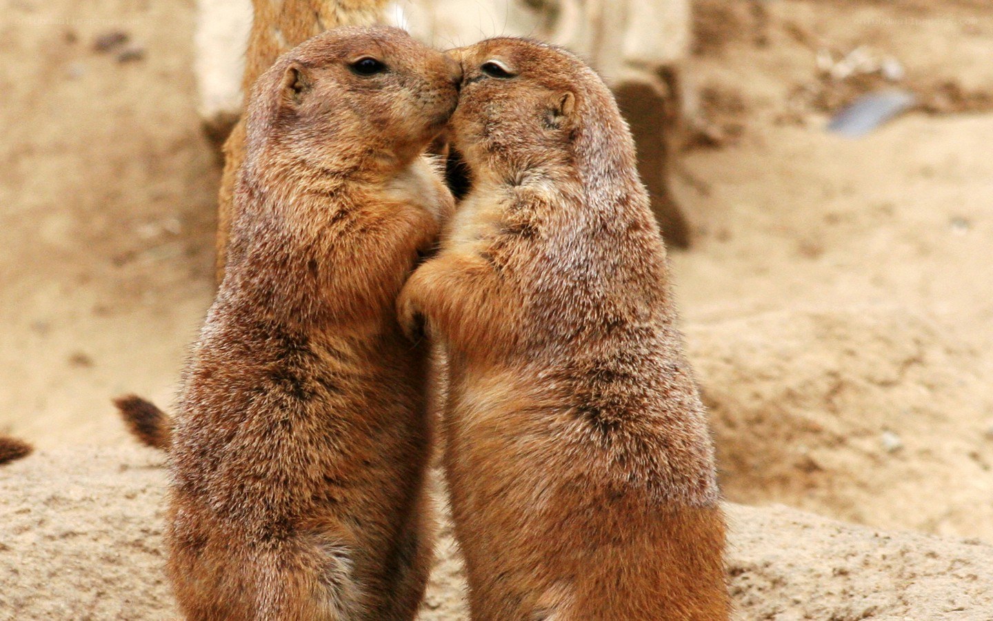 two prairie dogs kissing