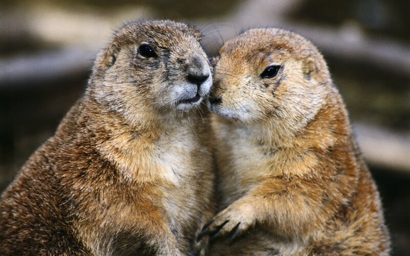Two prairie dogs nuzzling