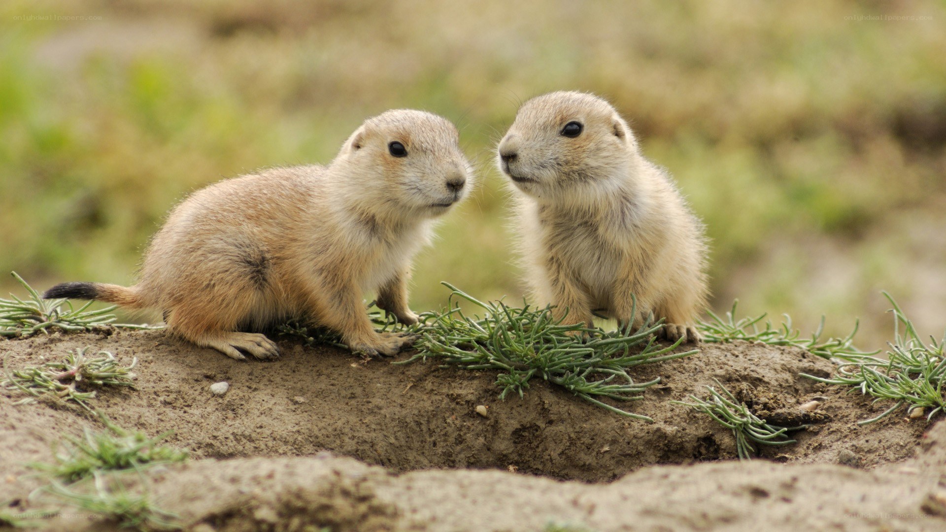 Two prairie dogs on a mound