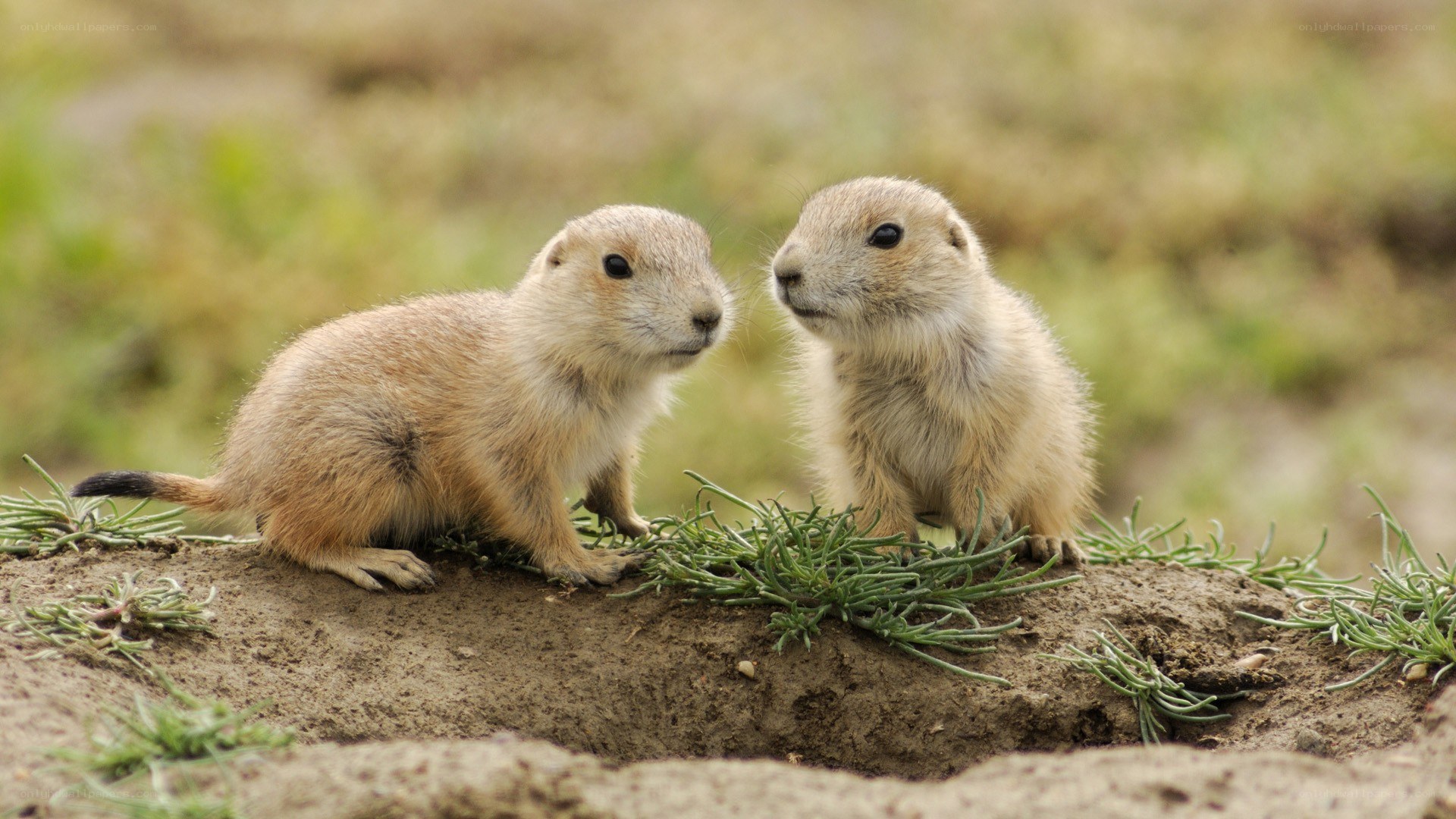 Two prairie dogs on a mound