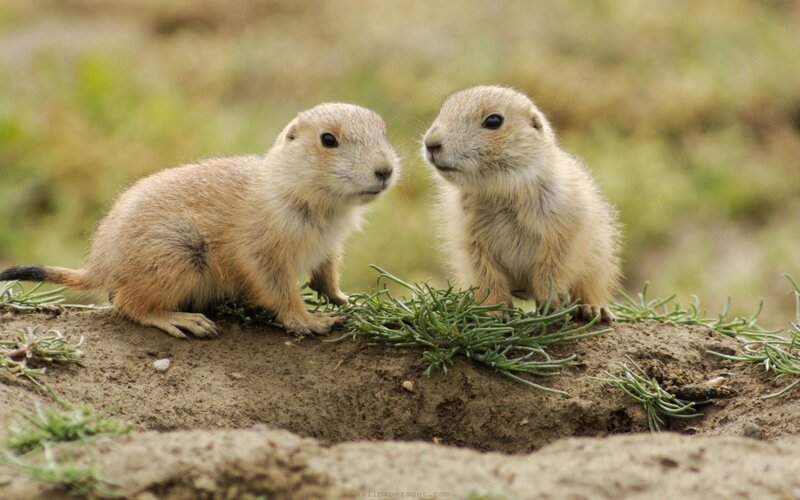 two prairie dogs on a mound