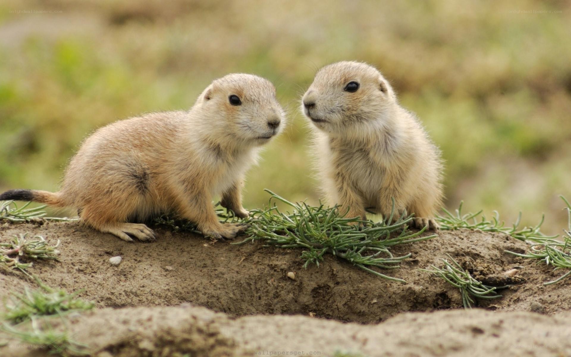 two prairie dogs on a mound