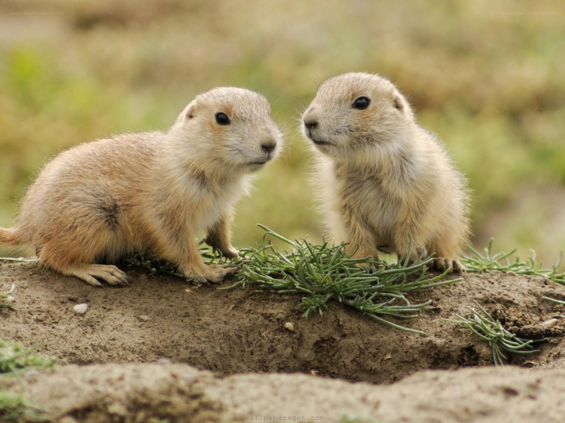 Two prairie dogs on a mound