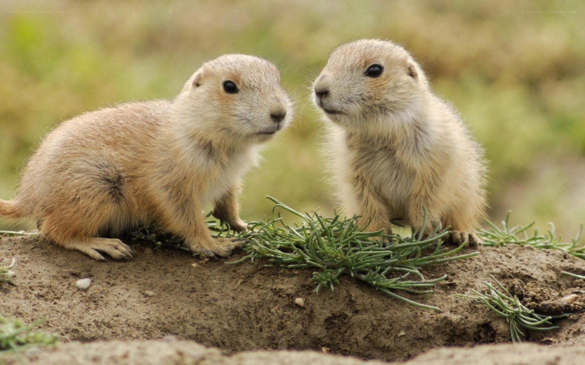 Two prairie dogs on a mound