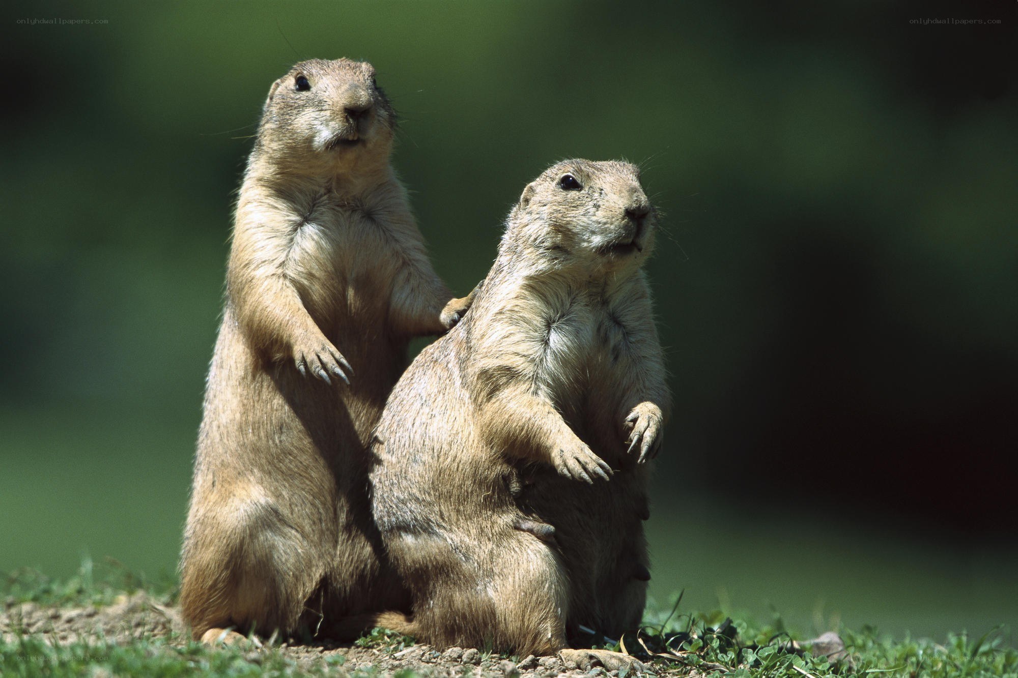 Two prairie dogs standing