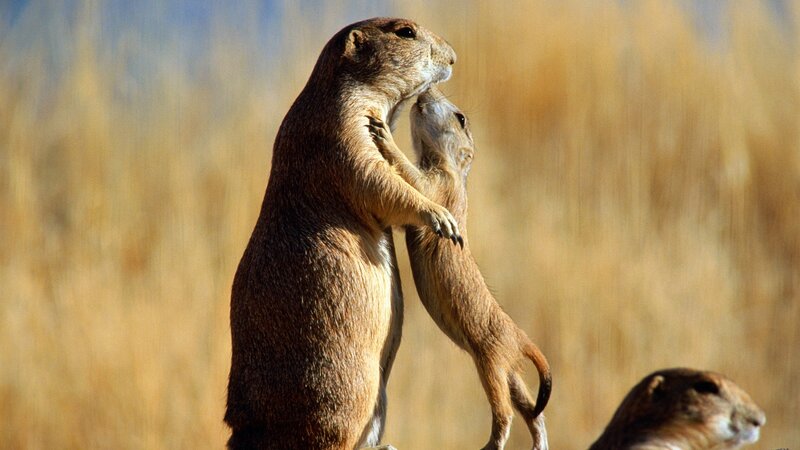 Two Prairie Dogs Standing — Brown