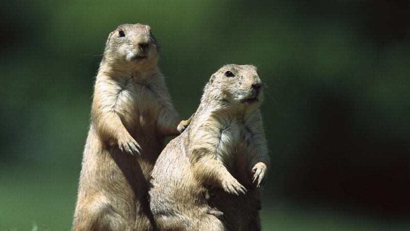 Two prairie dogs standing