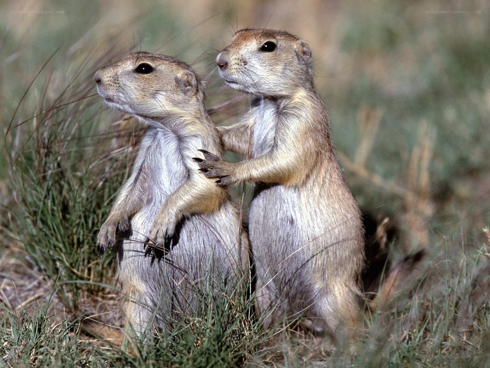 Two prairie dogs standing together