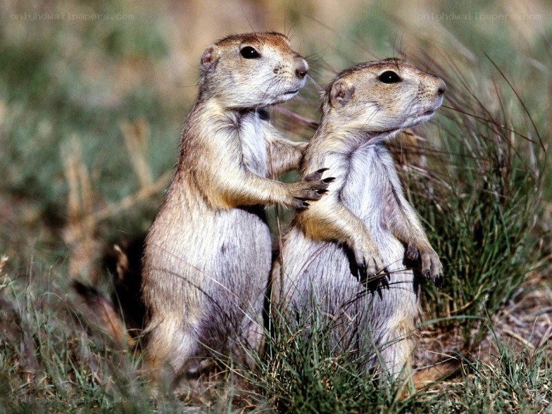 Two prairie dogs standing together