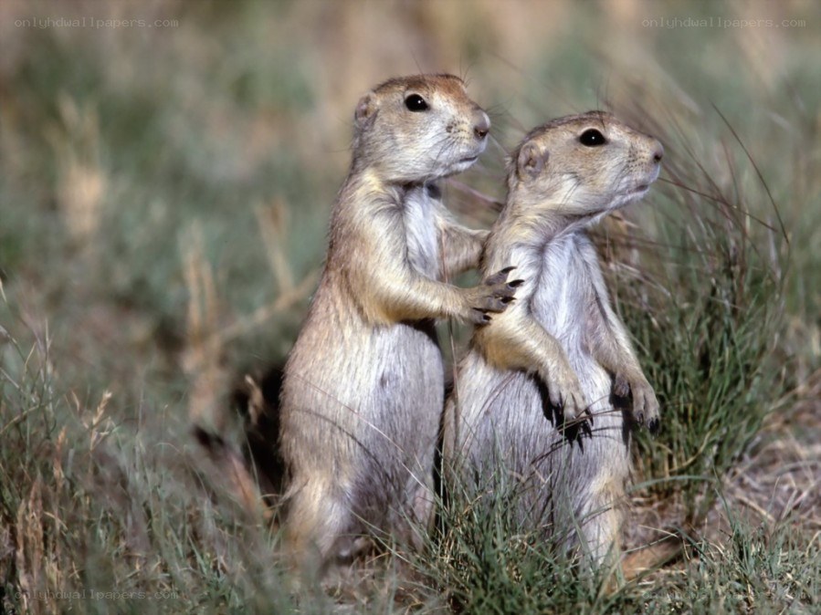 Two prairie dogs standing together