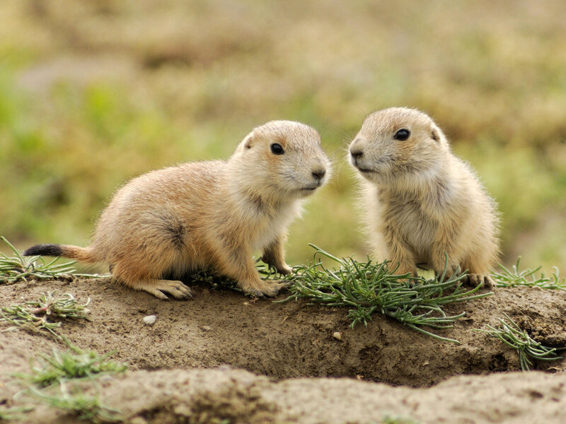 Two Prairie Dogs