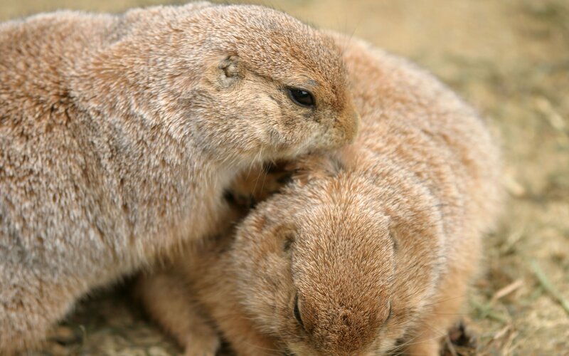 Two prairie dogs together