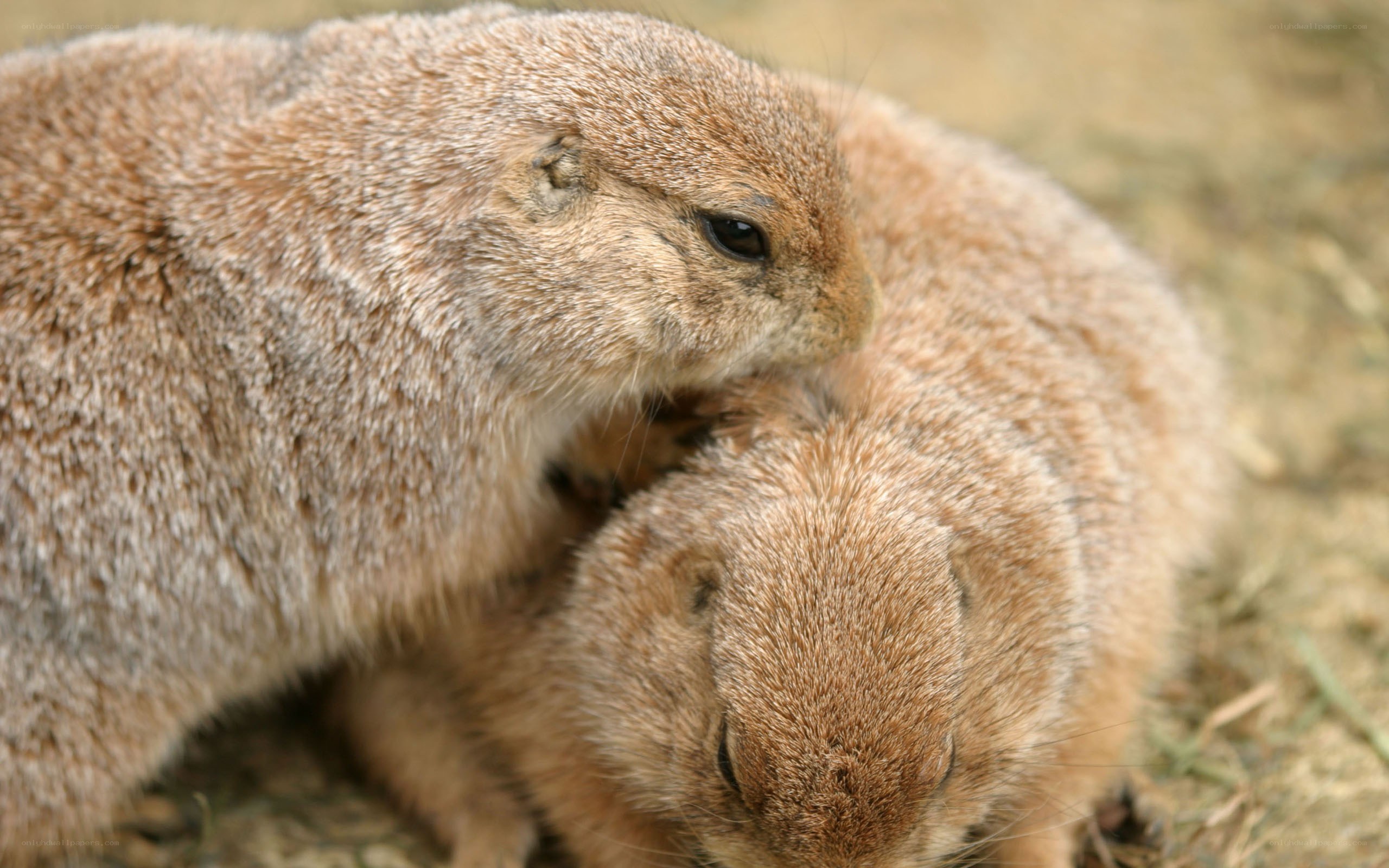 Two prairie dogs together