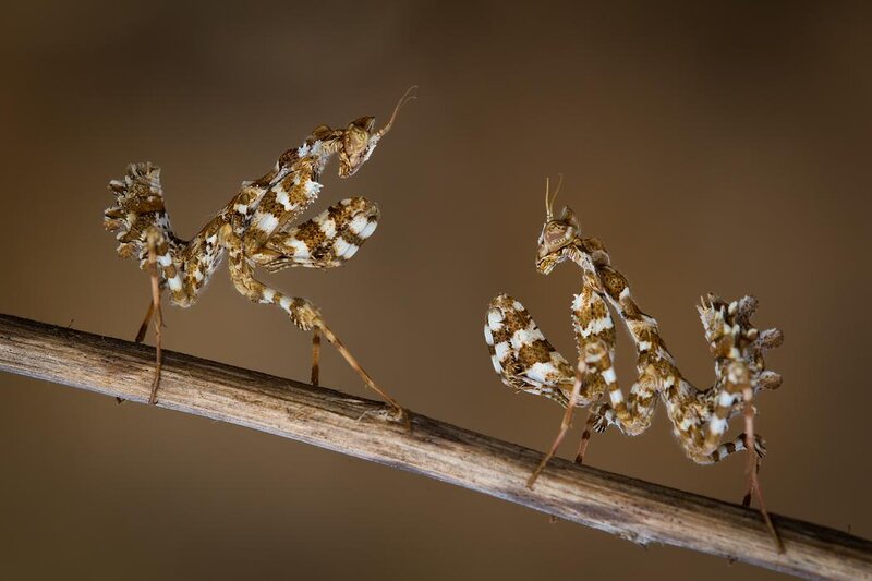 Two Praying Mantises — Brown, Natural