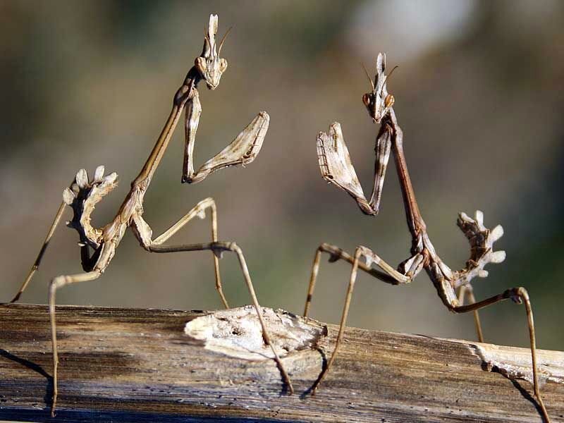 Two Praying Mantises — Brown