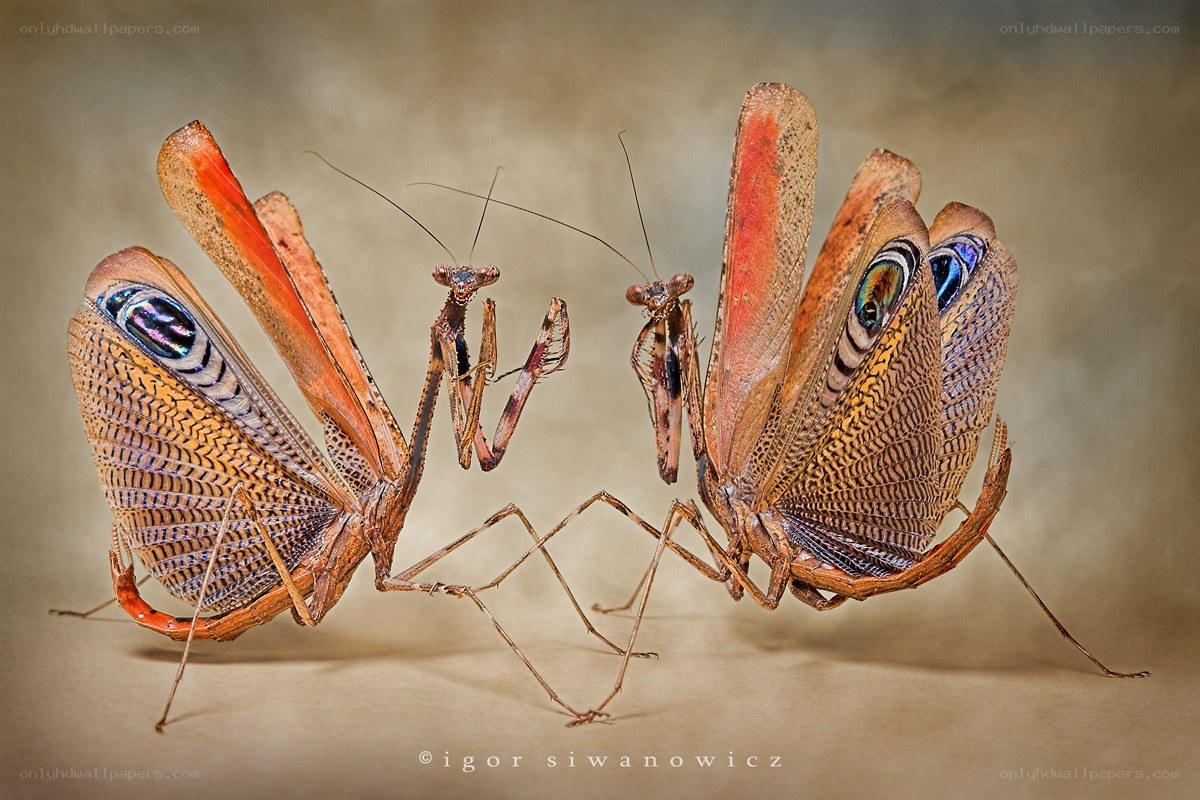 Two praying mantises facing each other