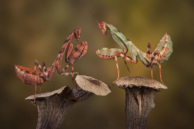 Two Praying Mantises — Green, Dramatic