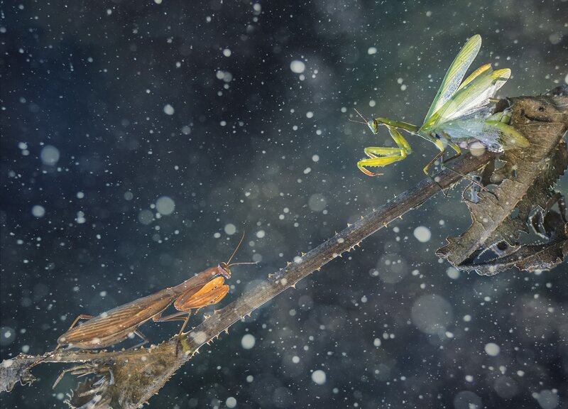Two Praying Mantises — Green, Dramatic, Winter