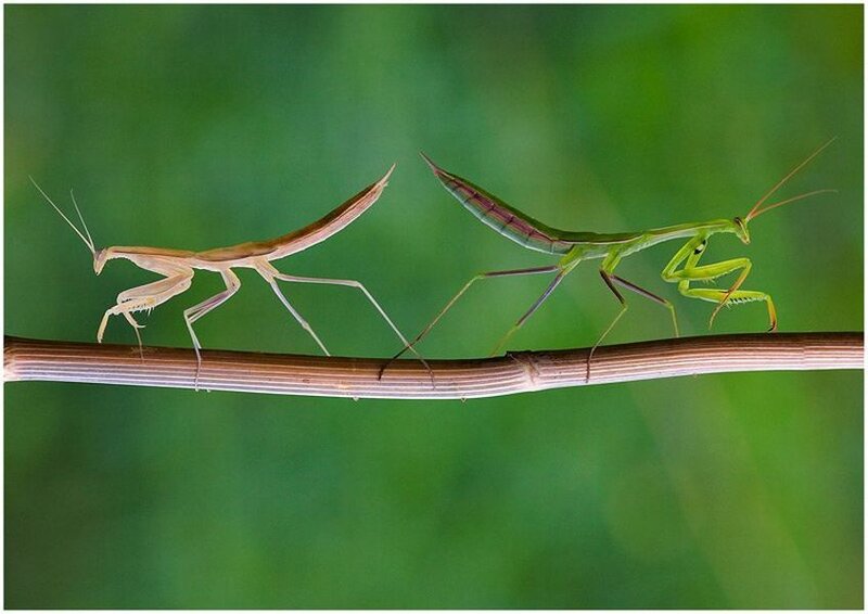 Two Praying Mantises — Green