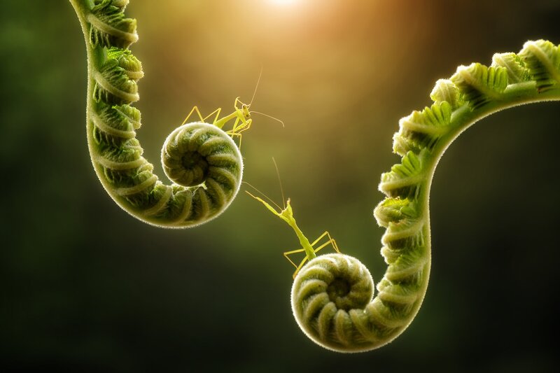 Two Praying Mantises on Ferns