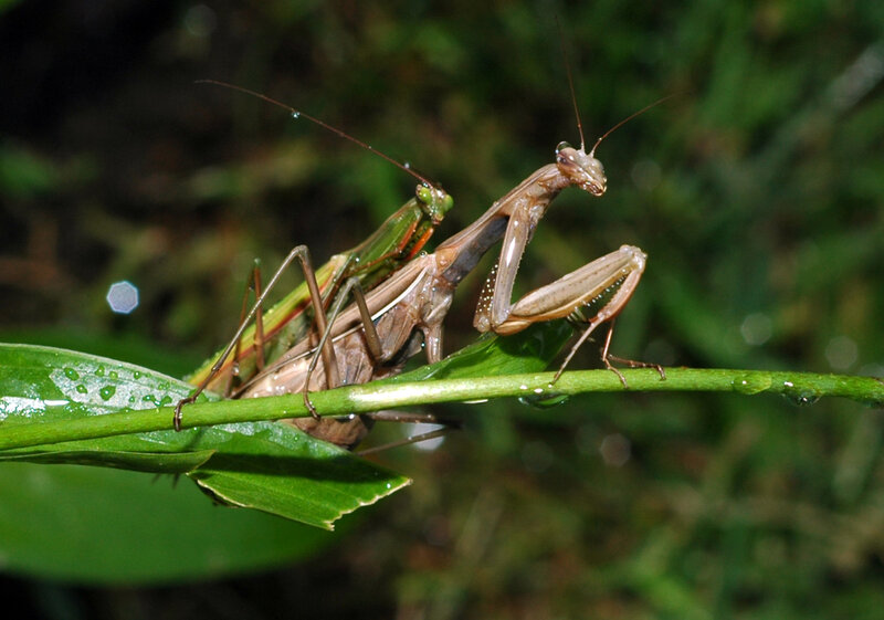 Two Praying Mantises on Leaf