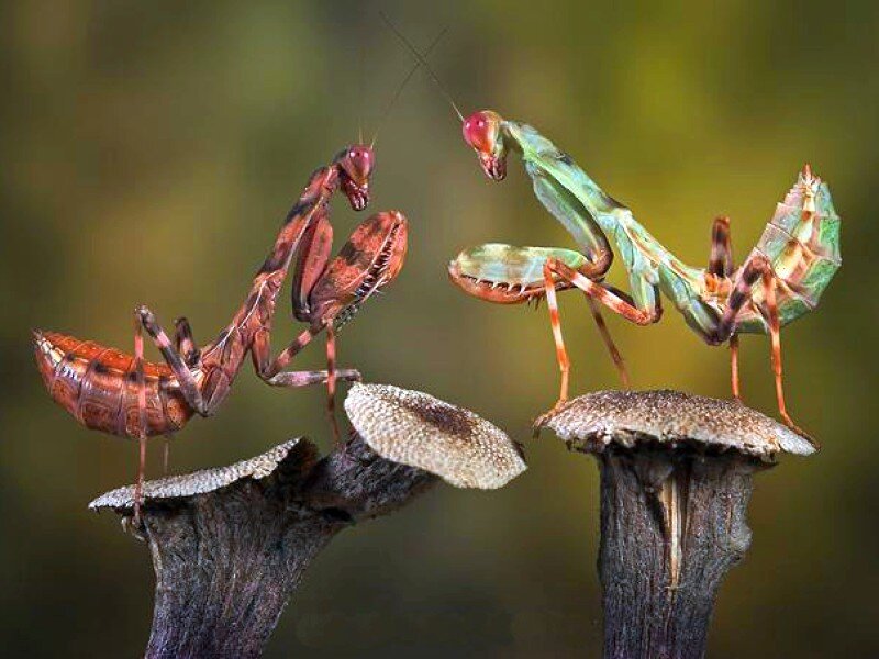 Two praying mantises on mushrooms